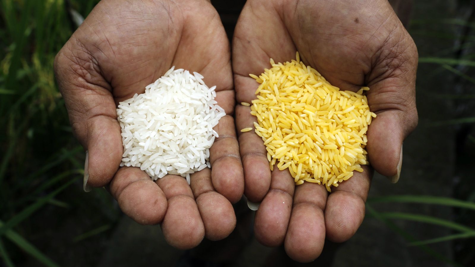 Opposing GMOs is a first world luxury. Difficult Run