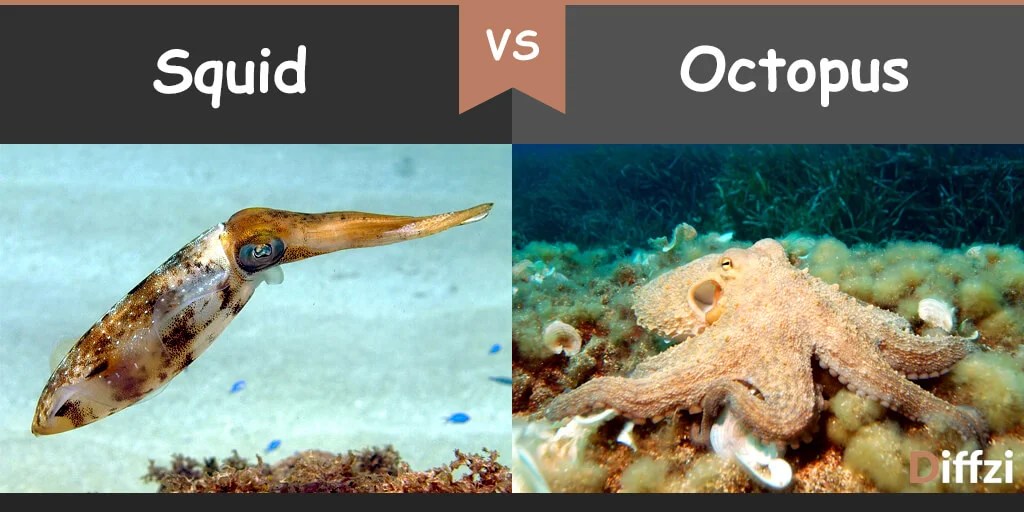 Maybe you would like to learn more about one of these? Squid Vs Octopus What Is The Difference Diffzi