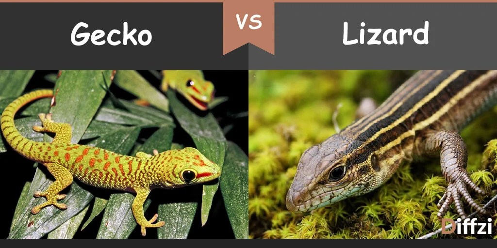 Gecko vs. Lizard What is The Difference? Diffzi