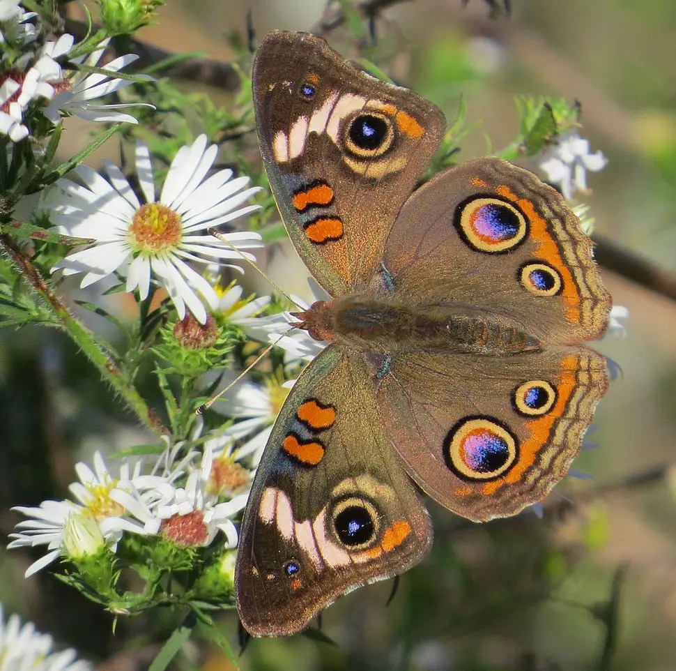 Conoce las 23 mariposas más HERMOSAS del mundo ¡Parecen una obra de arte!
