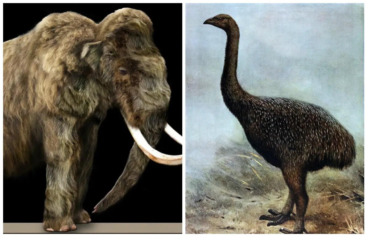 Estos son los 25 animales extintos que la ciencia quiere devolver a la