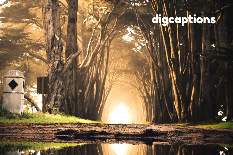 Best 150+ Nature Captions for Instagram - D.I.G Captions