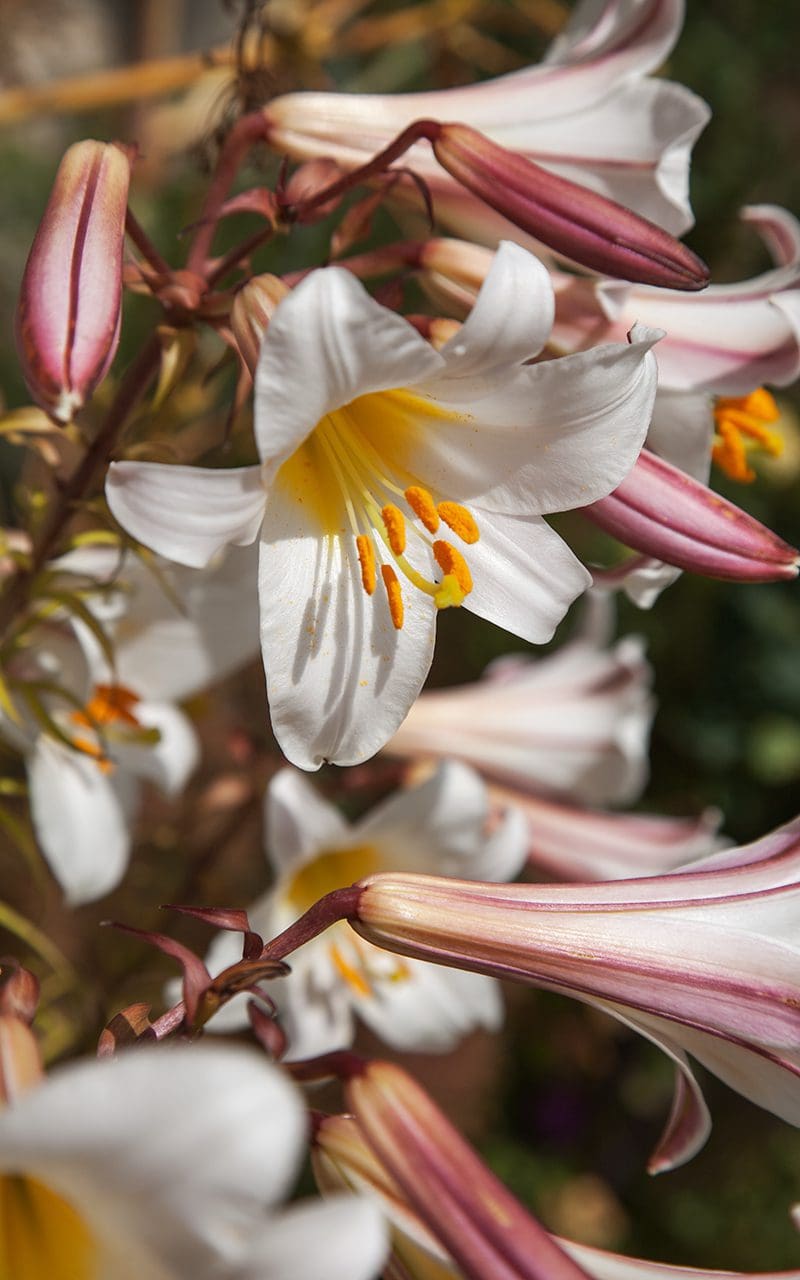 The Regal Lily Dig Delve An online magazine about gardens, landscape, growing & making. Dig