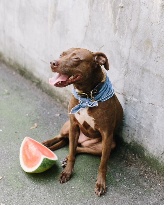 Top 14 Fresh Snacks for Dogs the Digest