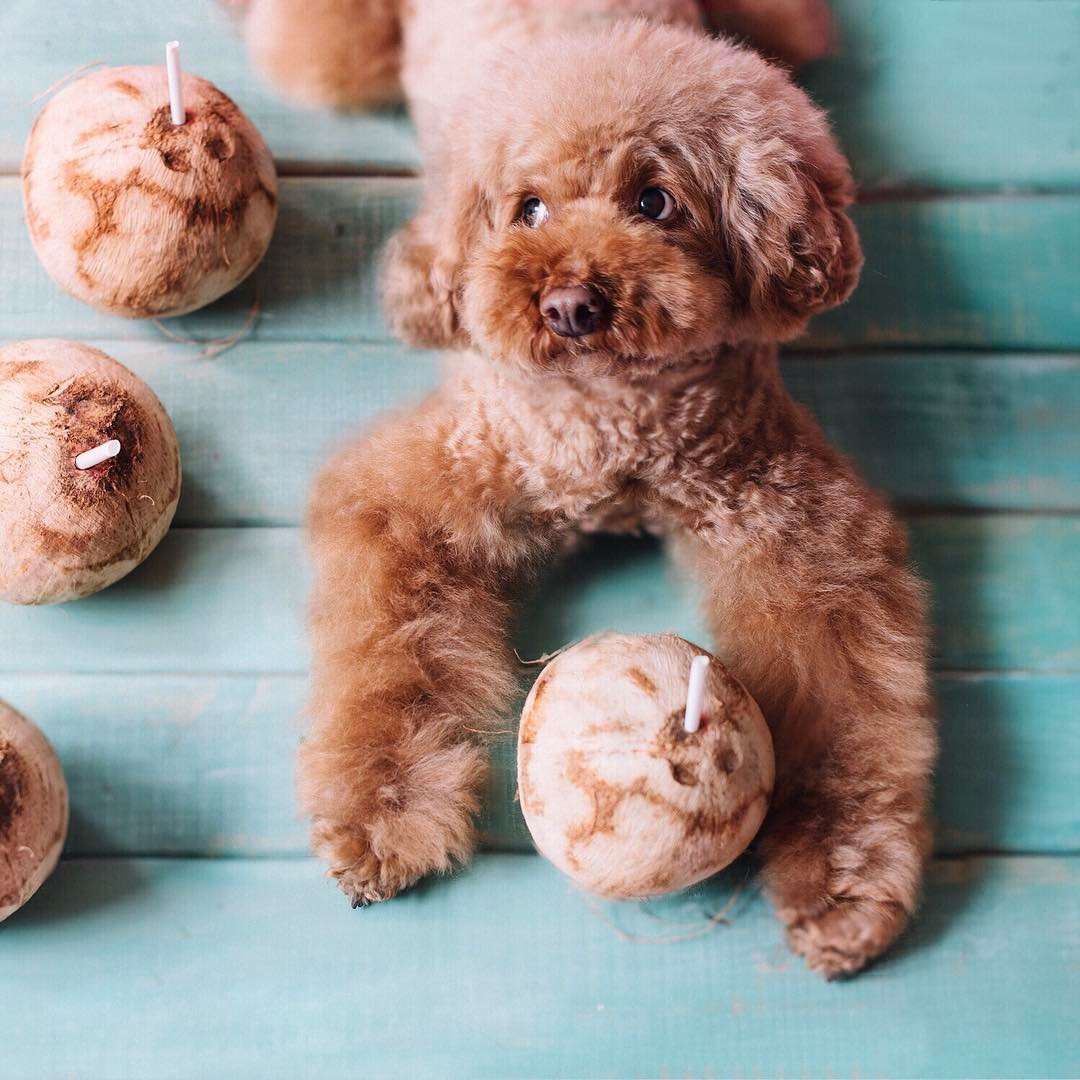 Beauty & Brains Benefits of Coconut Oil for Dogs the Digest