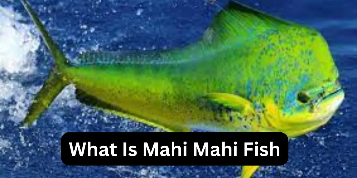 Mahi Mahi Fish Characteristics, Cooking Tips, and Health Benefits