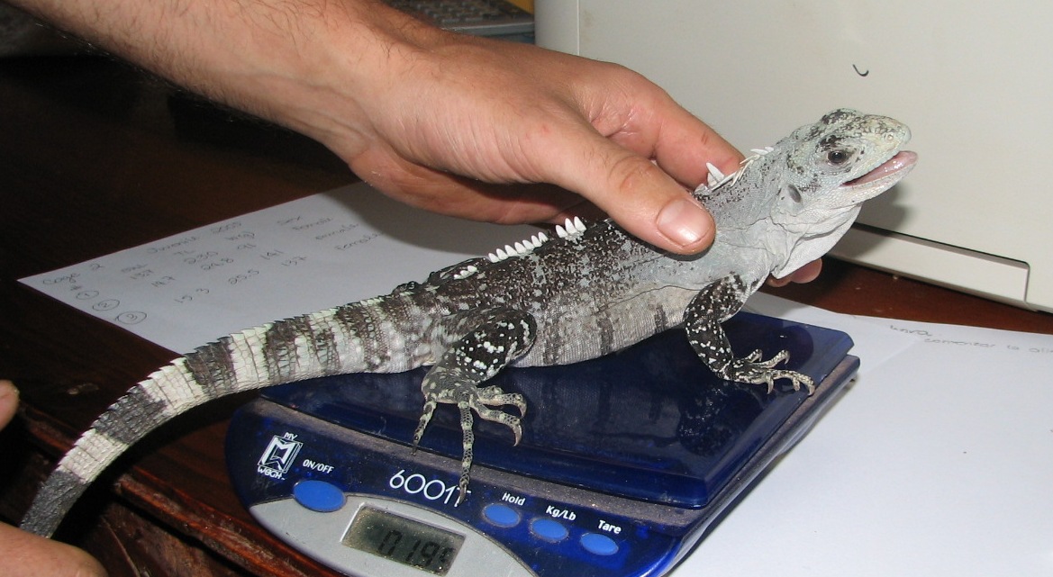 Renovatie van het Ctenosaura bakeri research and breed