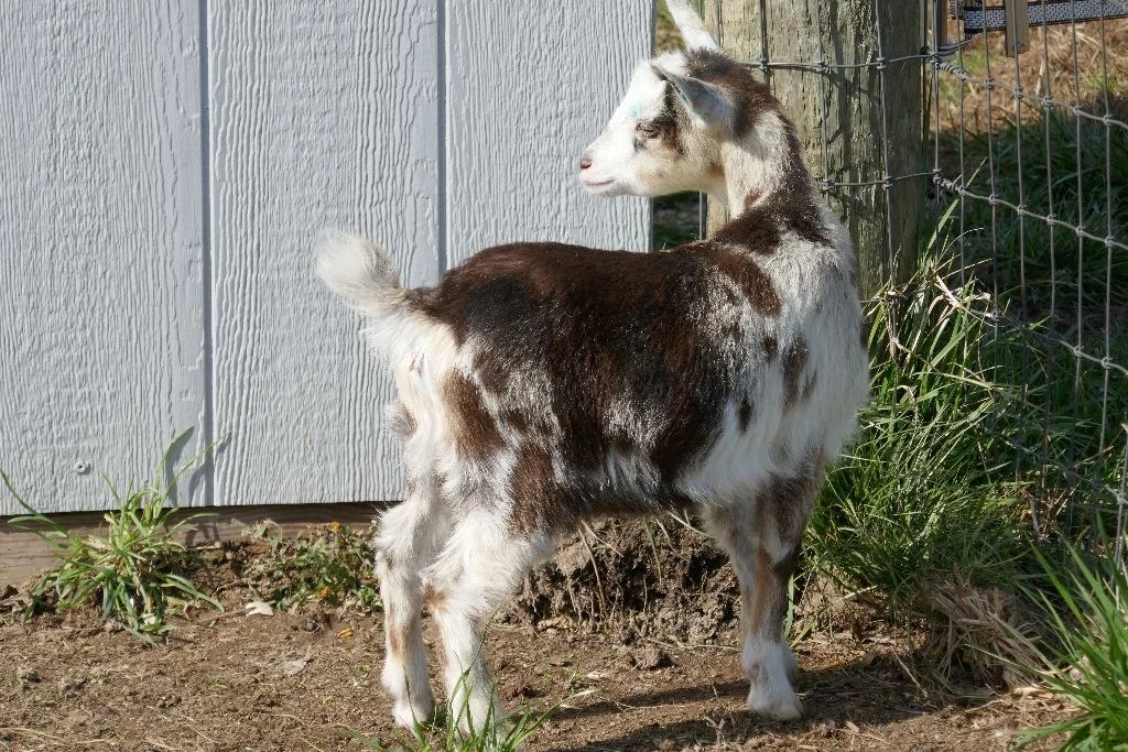 Top Hat Farm BA Calypso 1*M AR Digging Deeper Farm