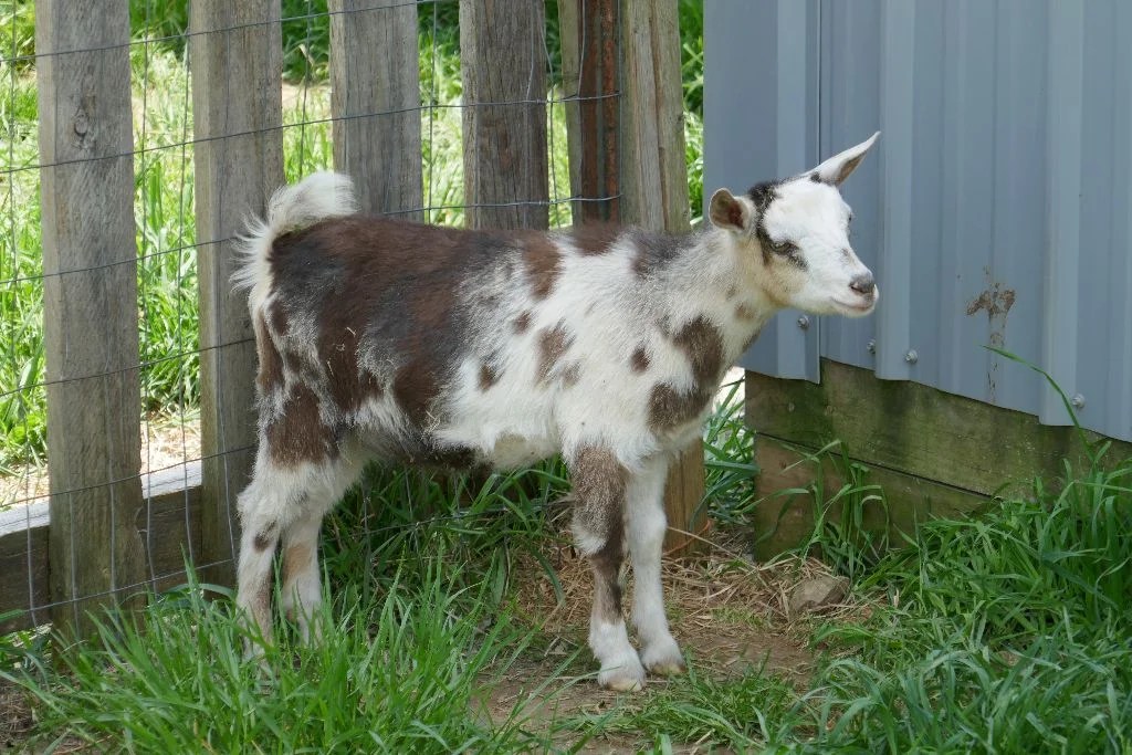 Top Hat Farm BA Calypso 1*M AR Digging Deeper Farm