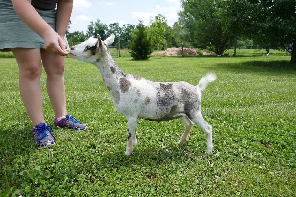 Top Hat Farm BA Calypso 1*M AR Digging Deeper Farm