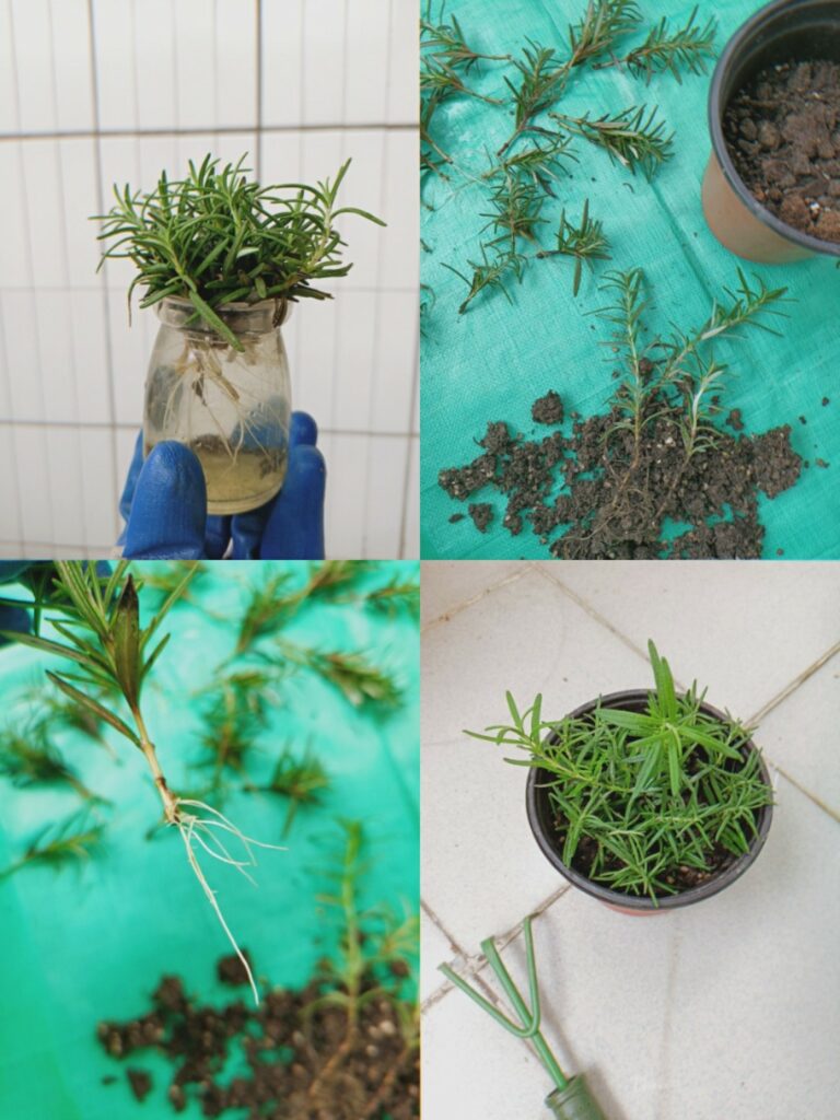 Tips For Growing Rosemary Indoors How To Grow Rosemary Indoors