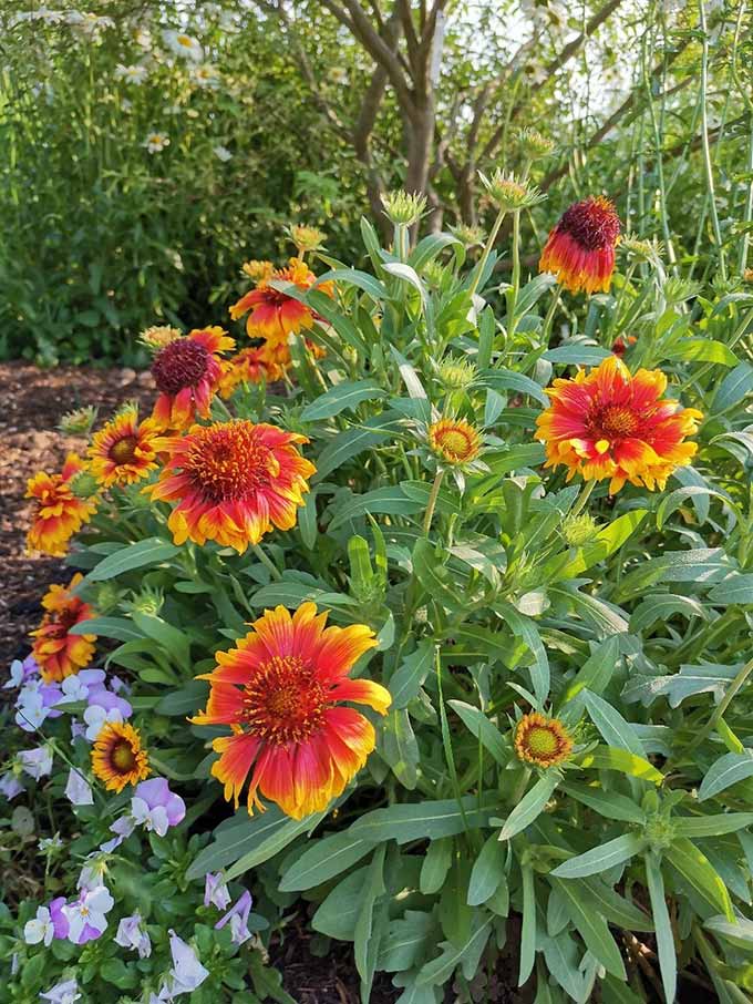 14 Best Droughttolerant Plants For Low Water Gardens