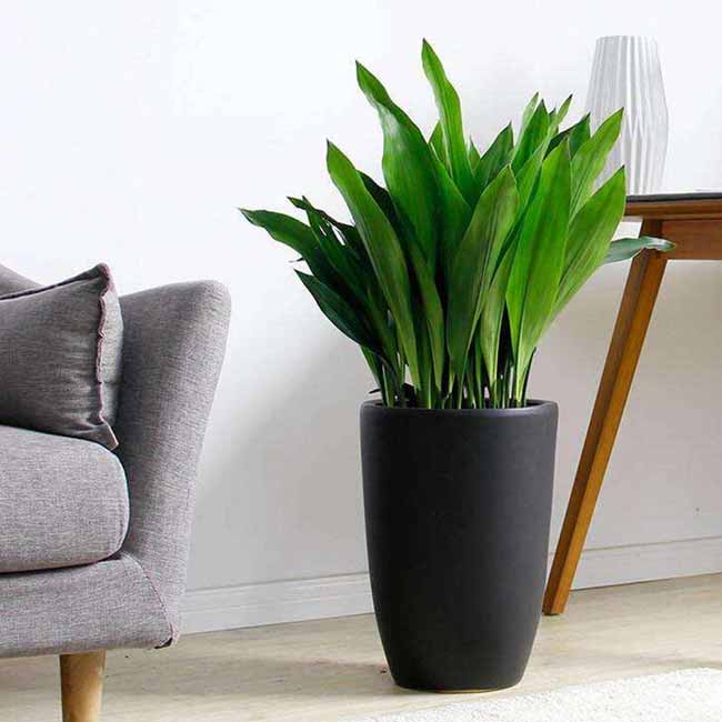 Best 18 Bathroom Plants That Absorb Moisture And Purify The Air
