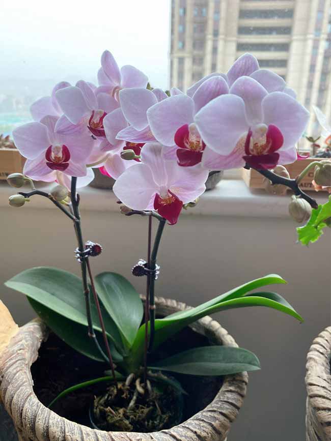 Best 18 Bathroom Plants That Absorb Moisture And Purify The Air