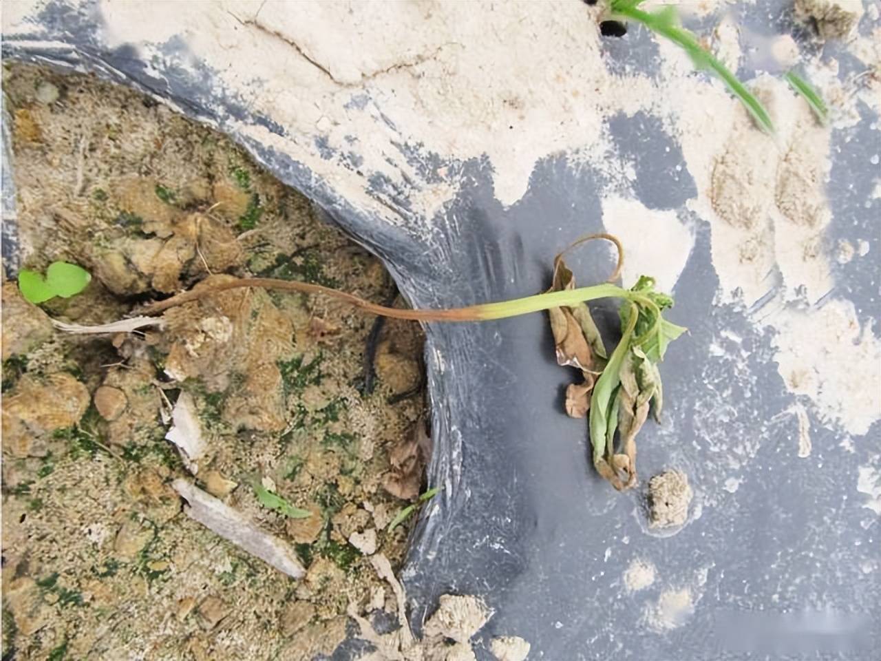 Dealing with Damping Off Disease in Seed Starting Solutions and