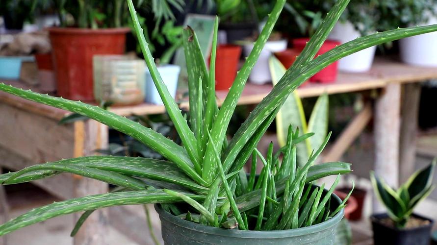 15 Cheap Houseplants Let You Get Greenery for Less and Even Free