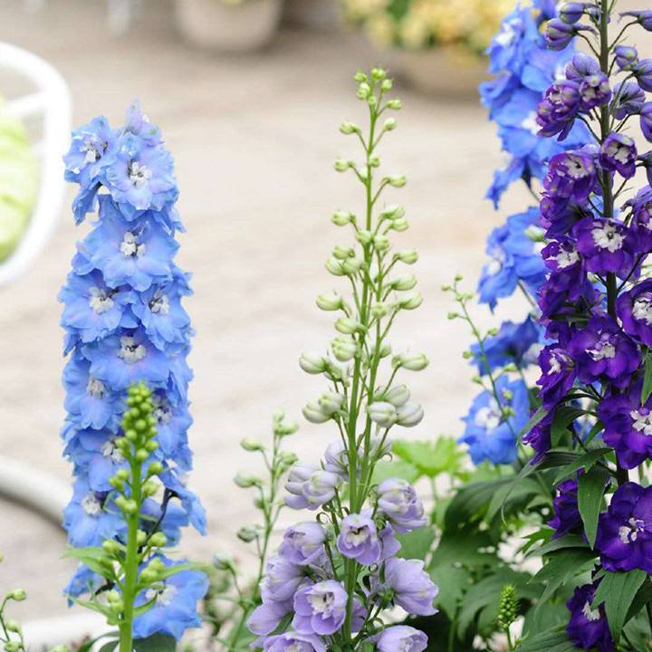 Best July Birth Flower List and Their Meanings