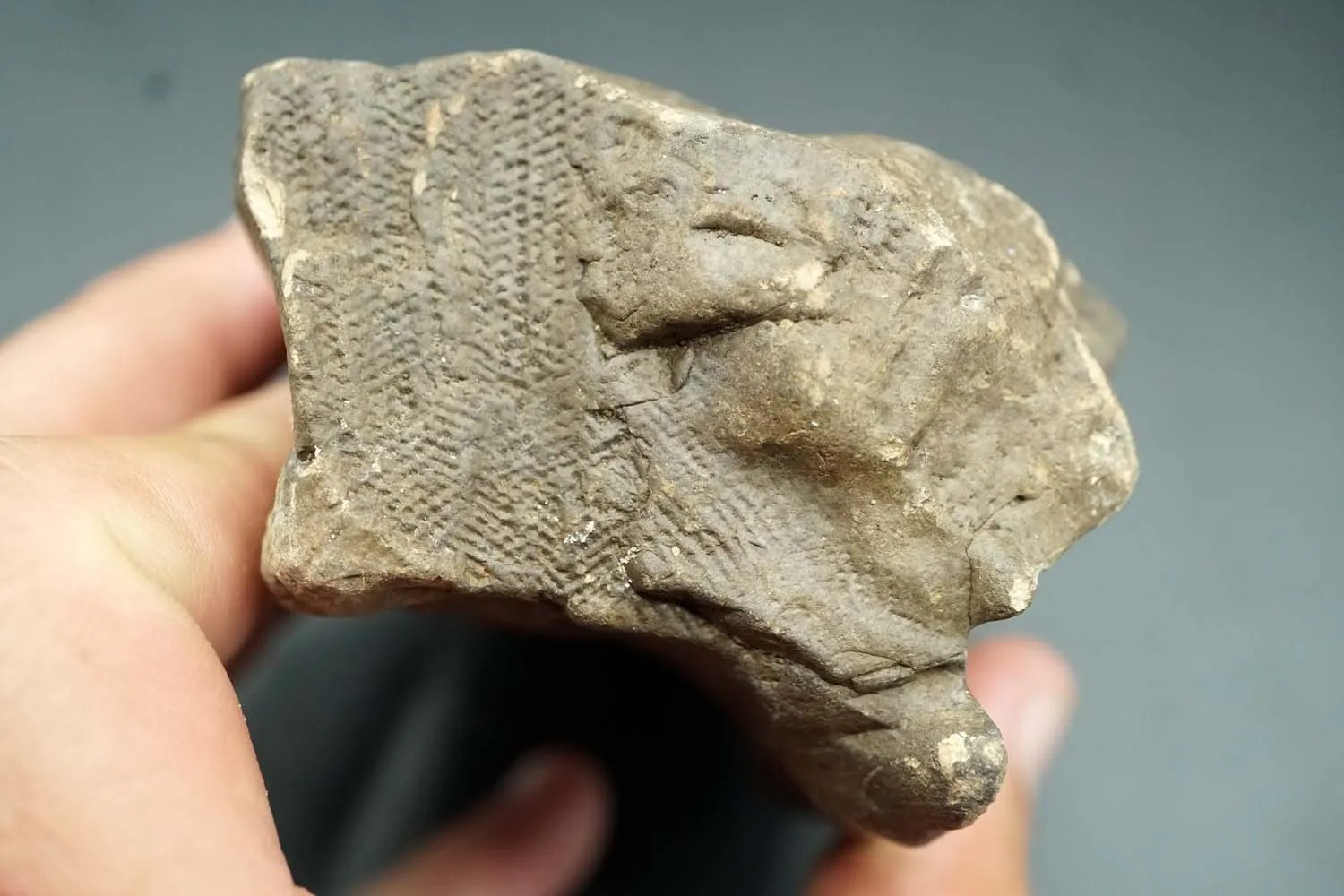 Mammoth Ivory for Sale Digging Science