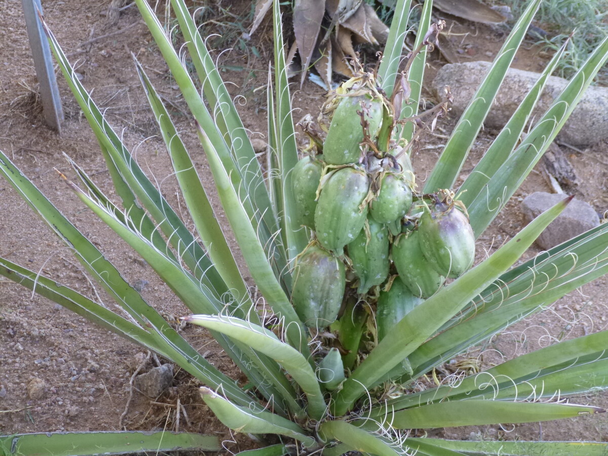 Banana Yucca Fruit DIGIE