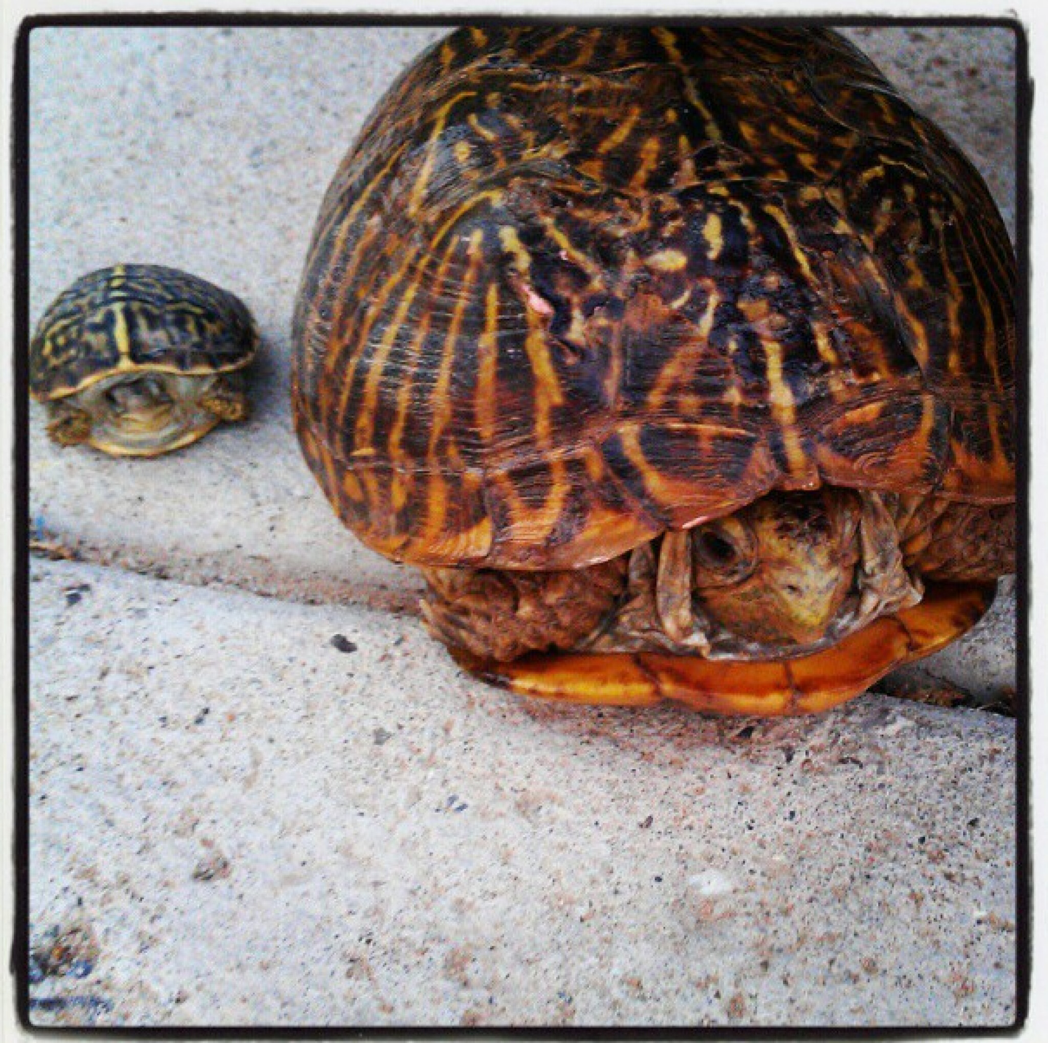 El Paso Desert Turtles DIGIE