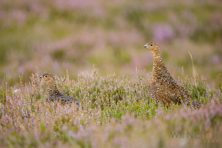 How to Find Animals for Wildlife Photography Beginners