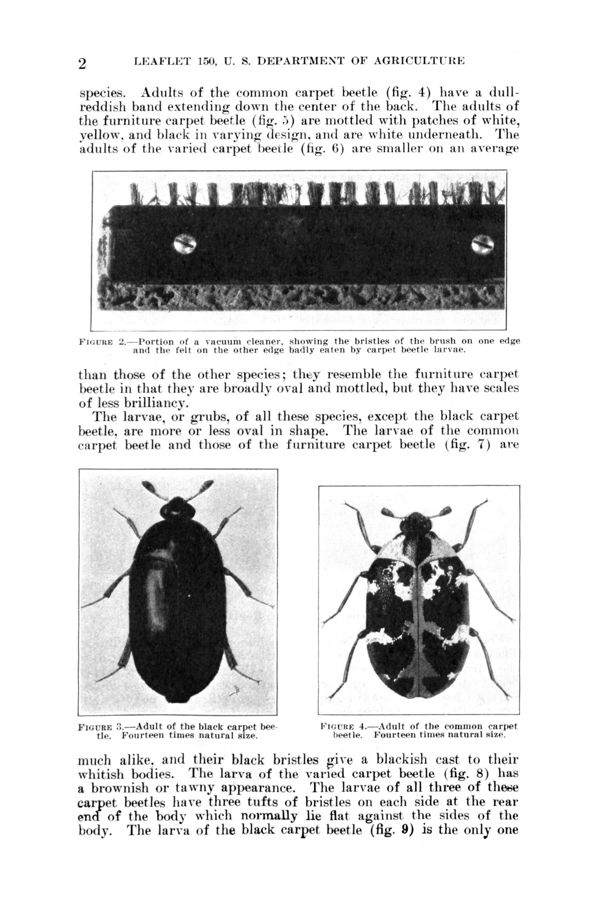 Carpet Beetles. Page 2 UNT Digital Library