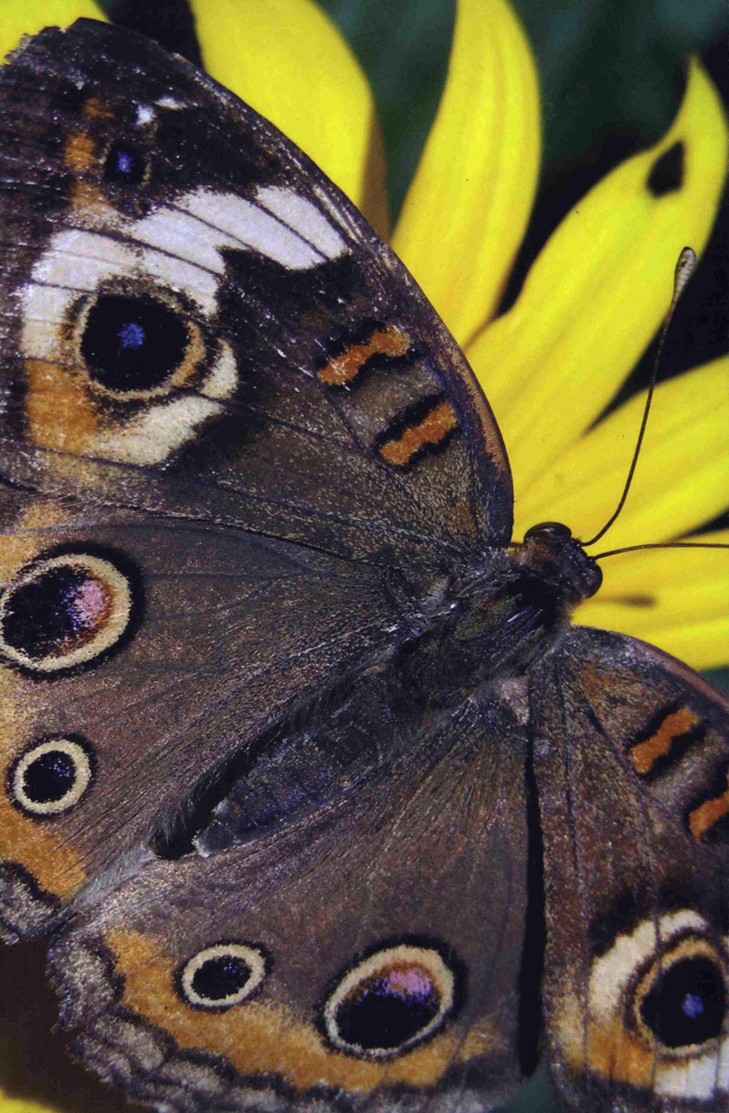 JAC A Journal of Composition Theory, Volume 28, Numbers 1 & 2, 2008 UNT Digital Library