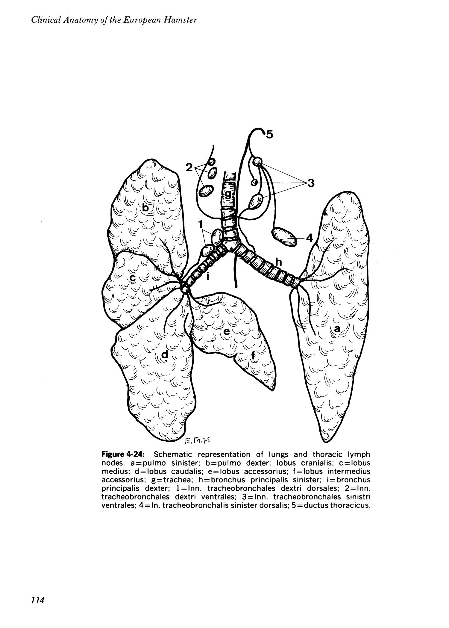 Clinical anatomy of the European hamster, Cricetus