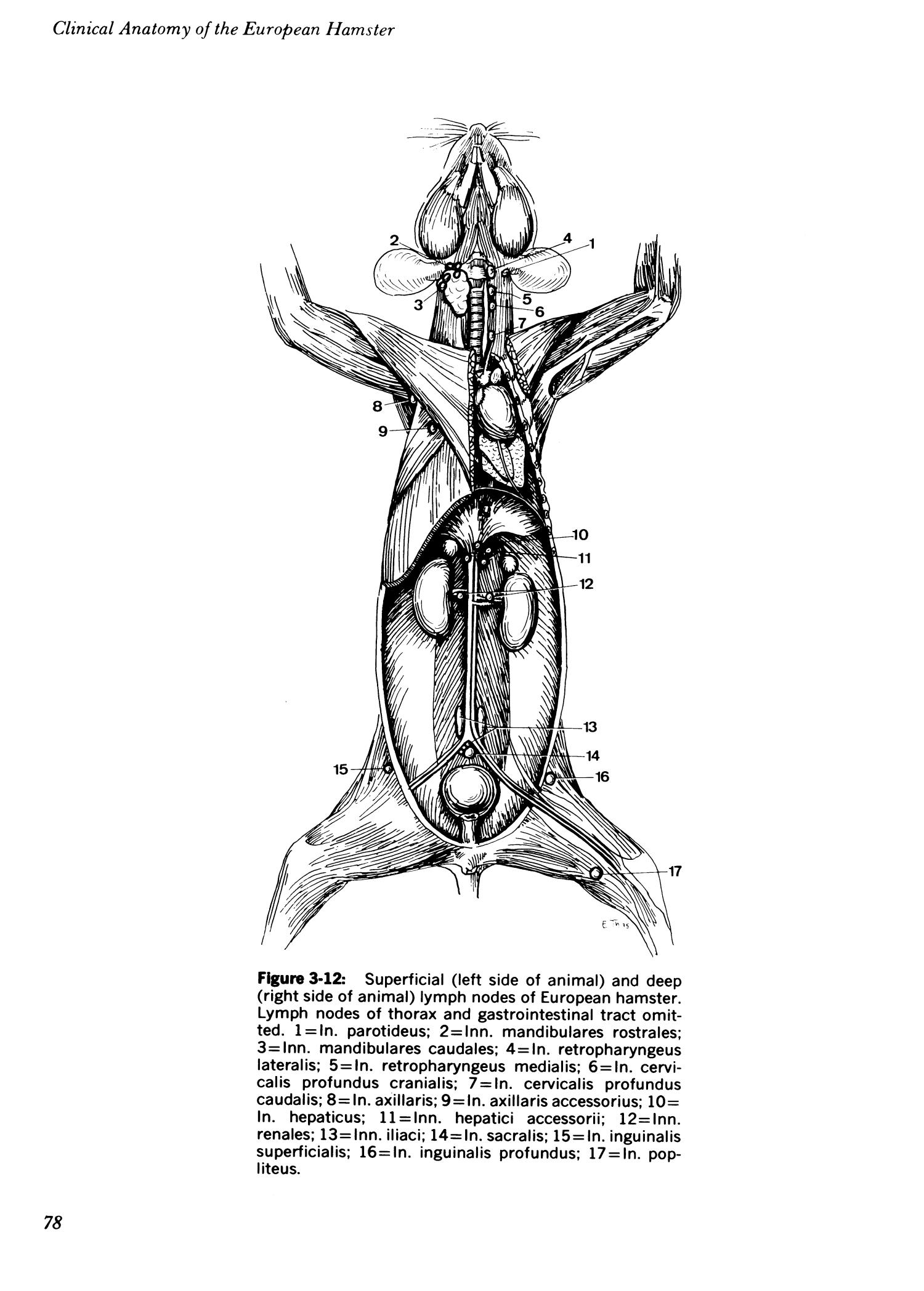 Clinical anatomy of the European hamster, Cricetus