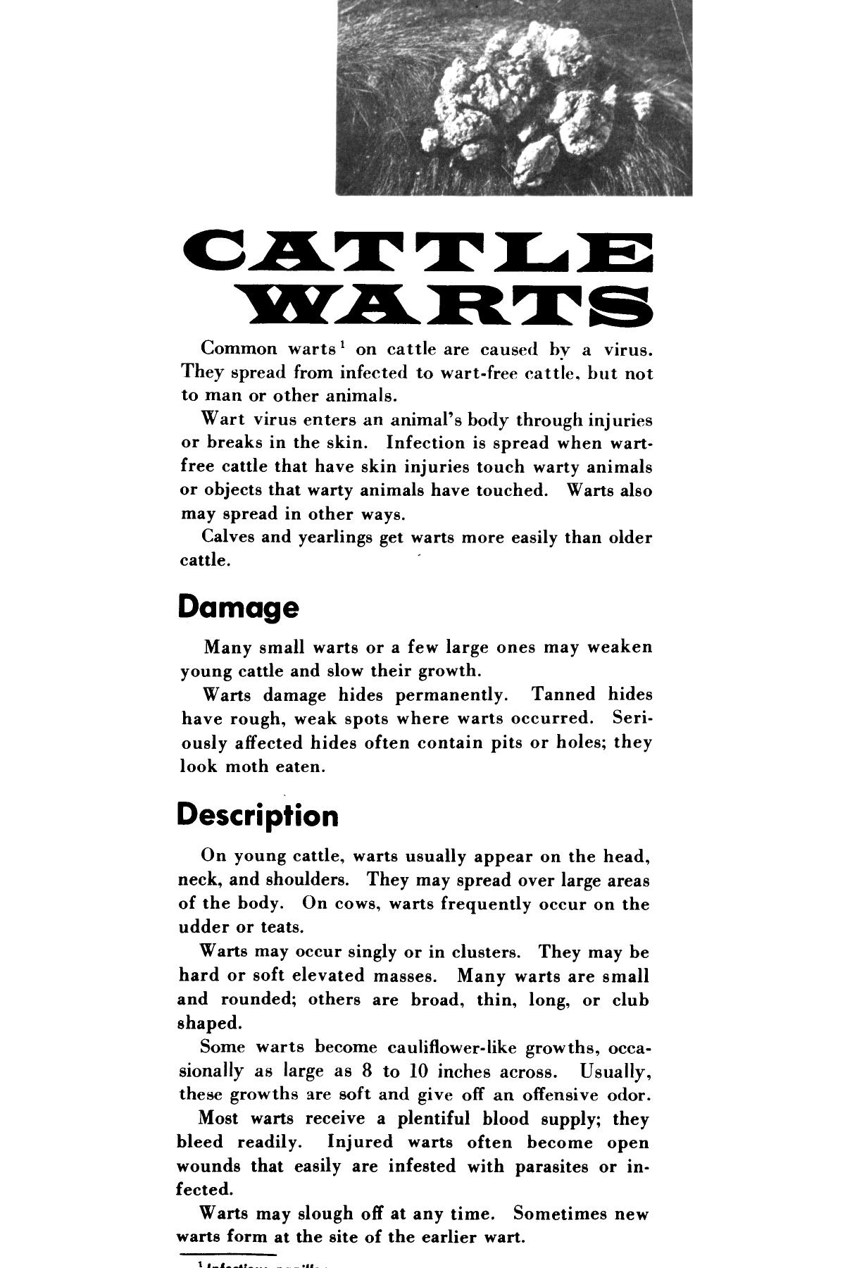 Cattle Warts. Page 2 UNT Digital Library