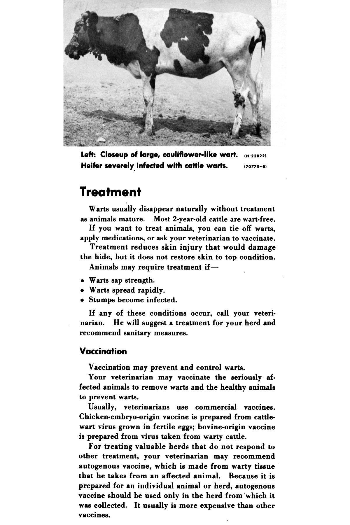 How To Remove Warts On Cattle HOWOTREMVO