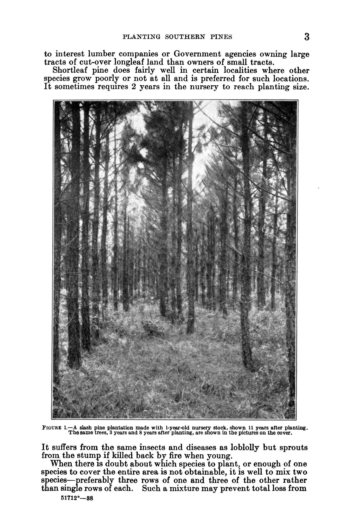 Planting Southern Pines. Page 3 UNT Digital Library