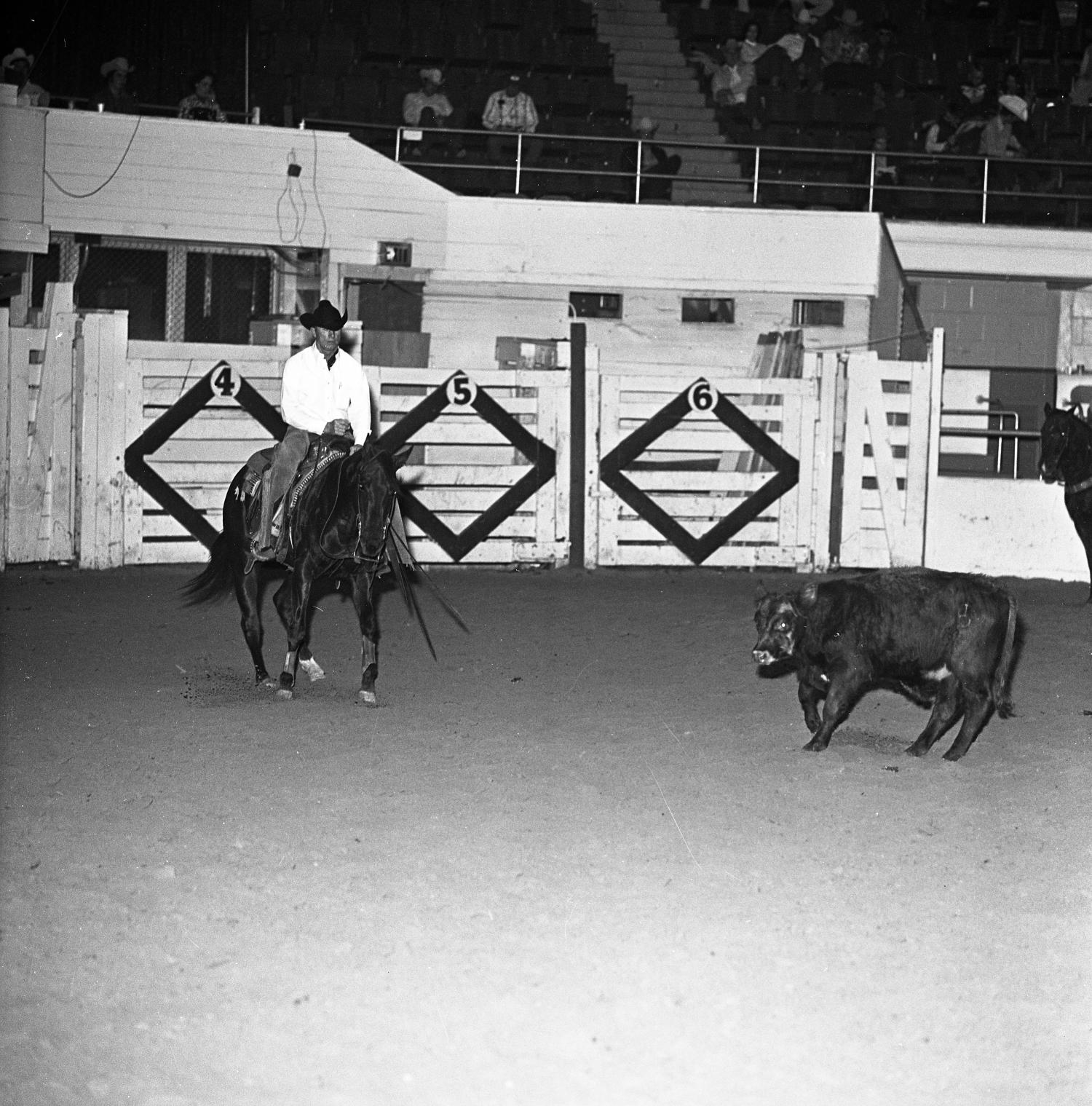 [Equine Odyssey Unveiled A Photograph Chronicles the Balletic Marvel