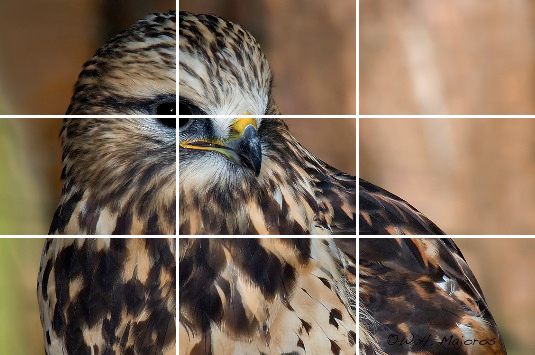 Secrets of Digital Bird Photography