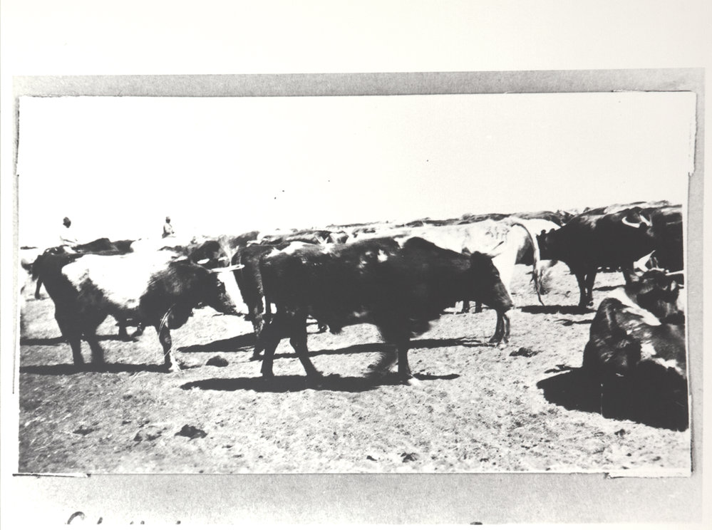 Freezers mustered by Flora Valley 1 Charles Darwin University