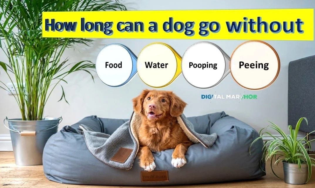 How long a dog can go without Water or Food [Guide 2023]