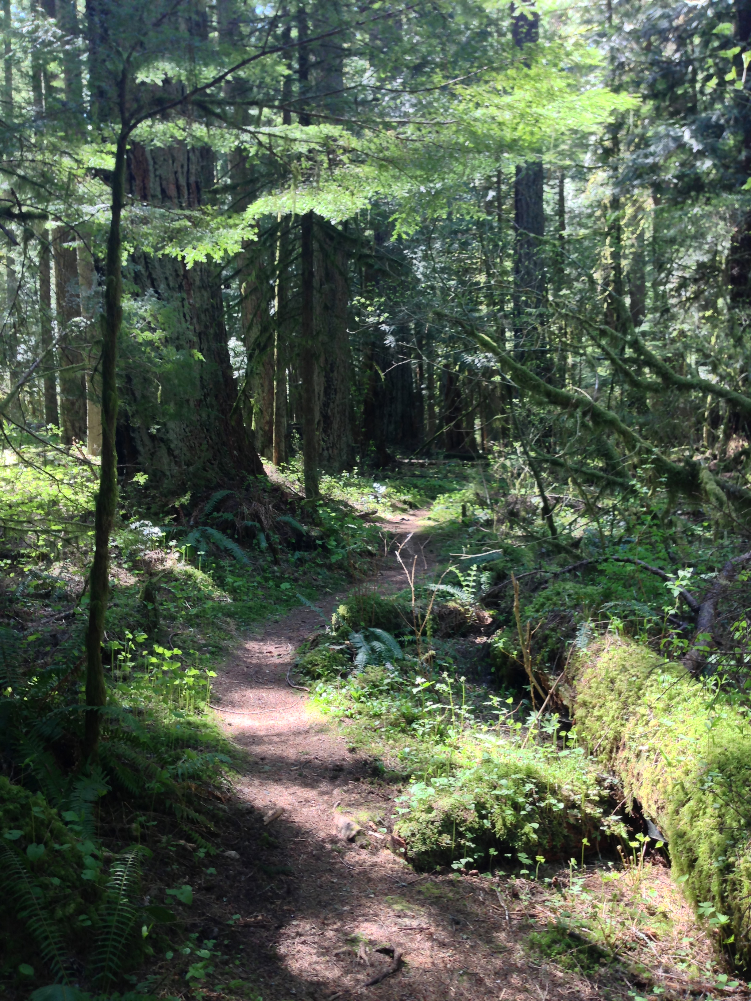 Federation Forest Hike DigitalNigel