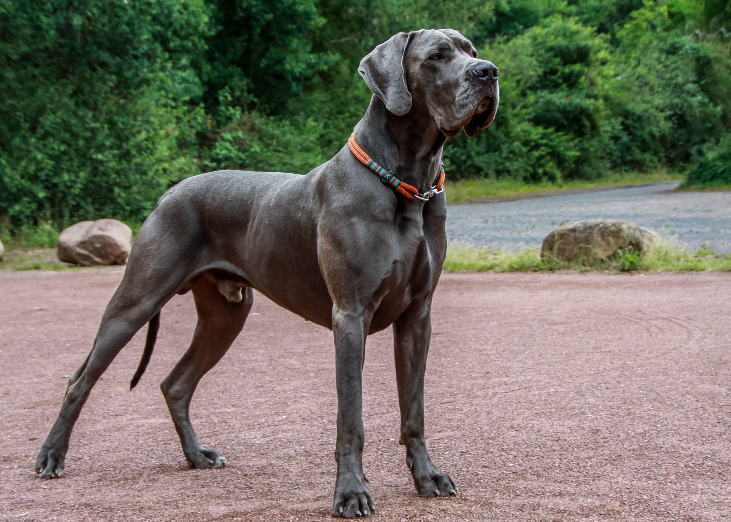 Deutsche Doggen Blau PHOTOGRAPHIE DIGITALPOOL
