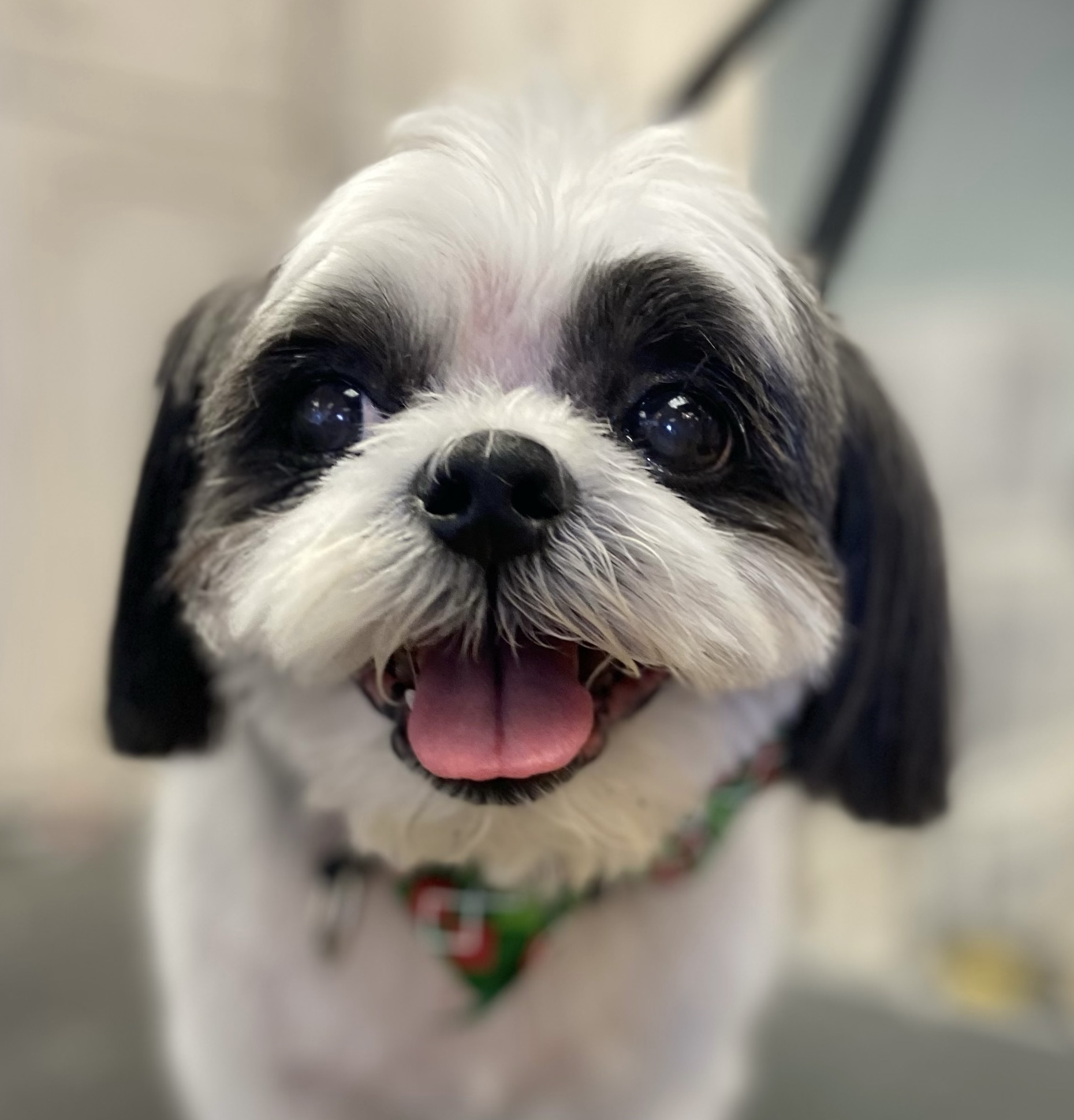 GALLERY Dig It Dog Grooming