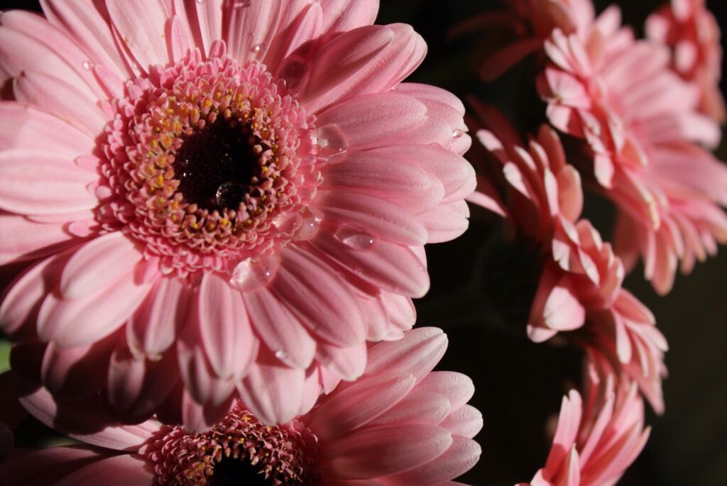 How Long Do Gerbera Flowers Last? Digi Tech Spot