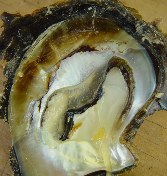 Fish & Shellfish Diseases Aquatic Animal Health Australia