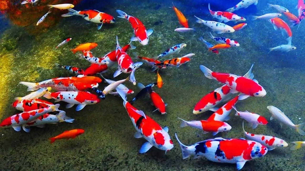 4 Ikan Koi Termahal Di Dunia