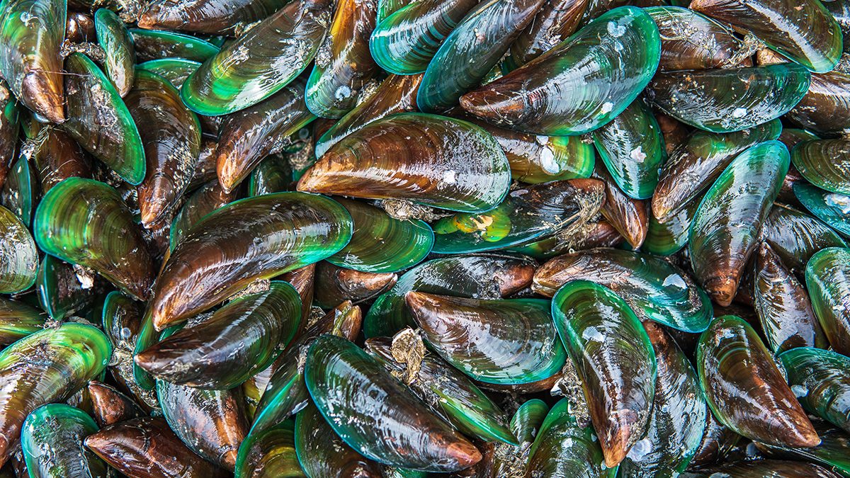 Manfaat Kerang Hijau Bagi Ekosistem Pantai