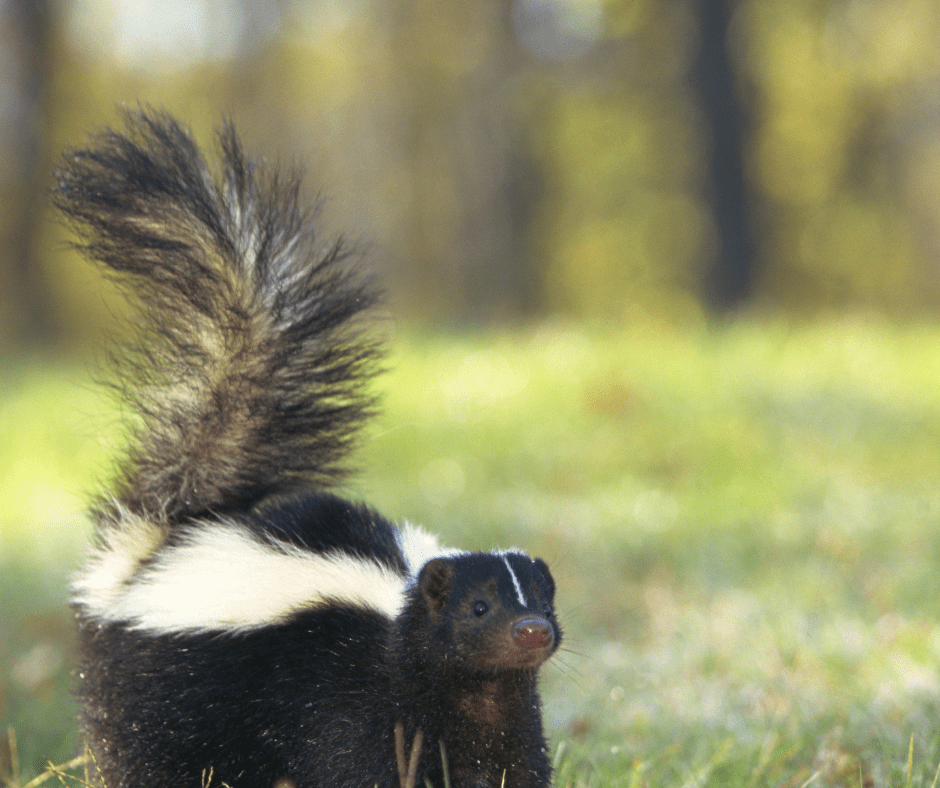 How To Remove Skunk Smell from Your Garden Dig This Design