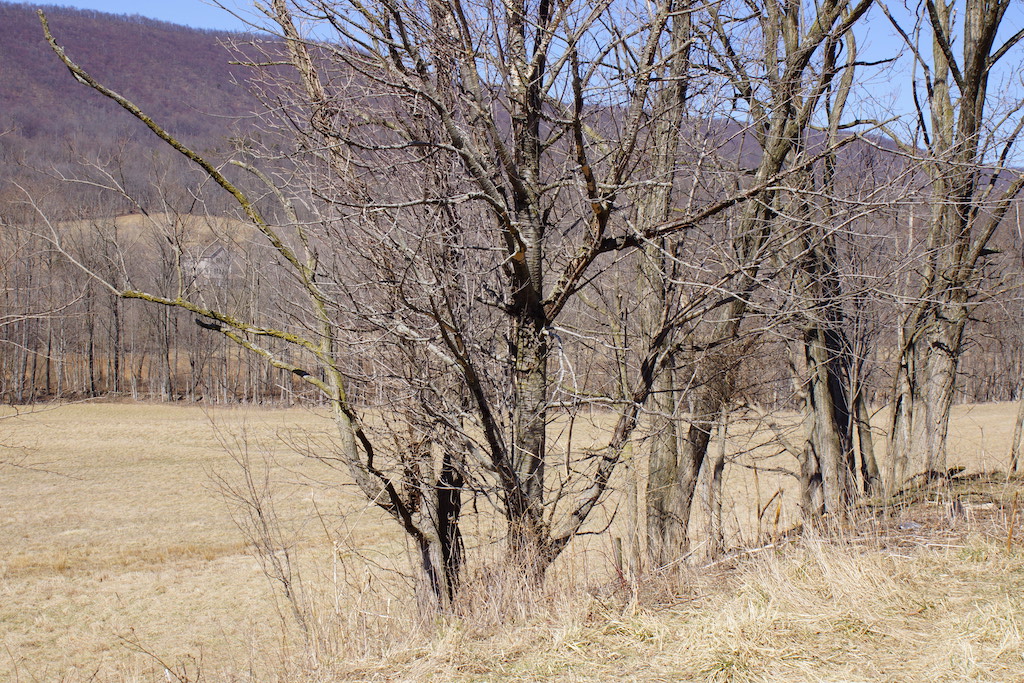 Little Cove Road Dillard Real Estate