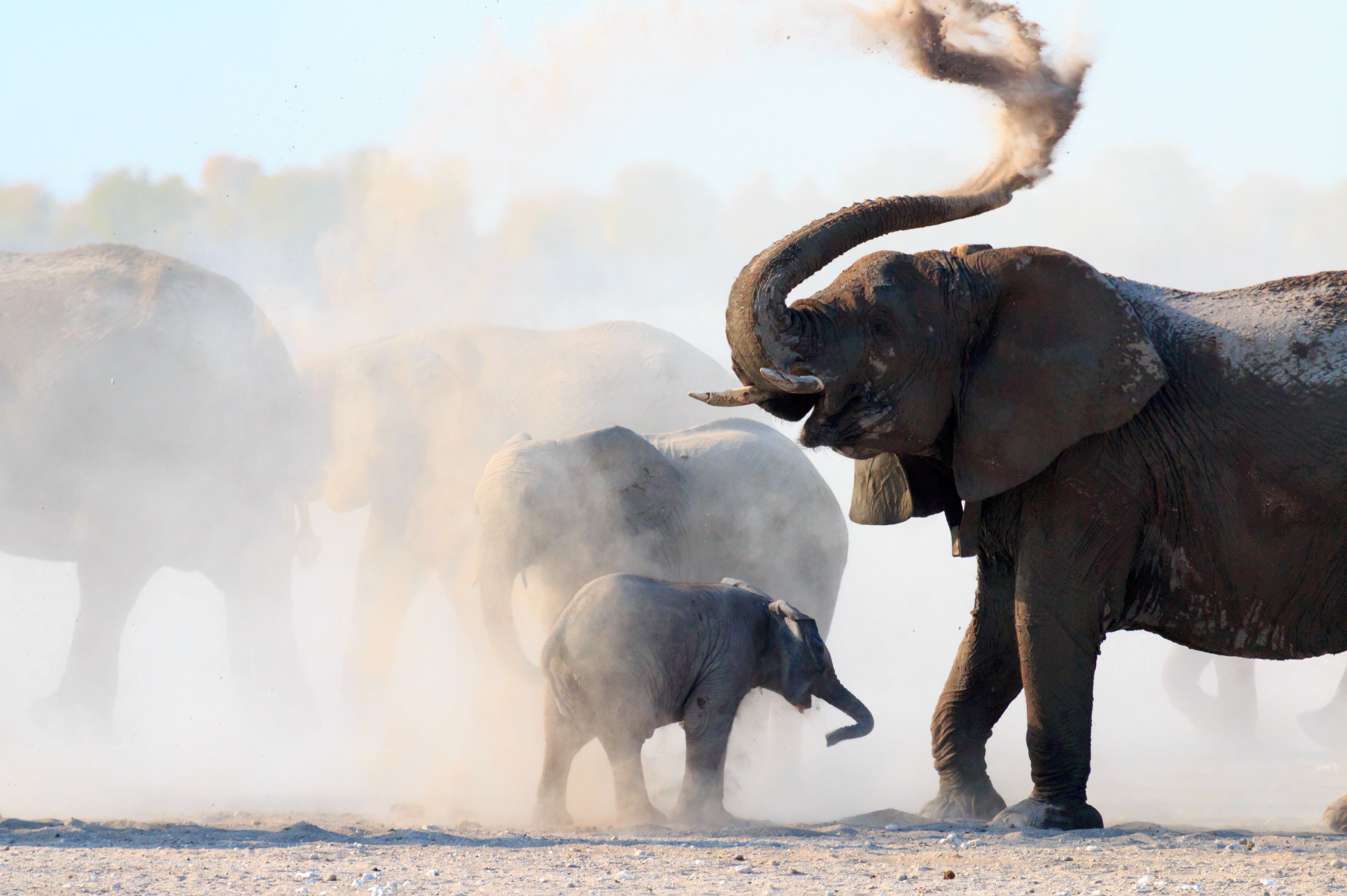 Perso in 52 anni il 73% delle popolazioni di animali selvatici. Ma si vedono segnali di speranza: «La conservazione può funzionare»