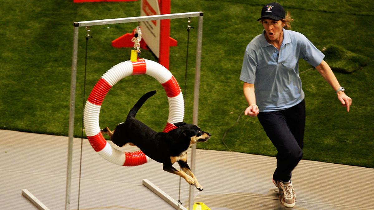 Agility Dog, benefits for dog and owner Pledge Times