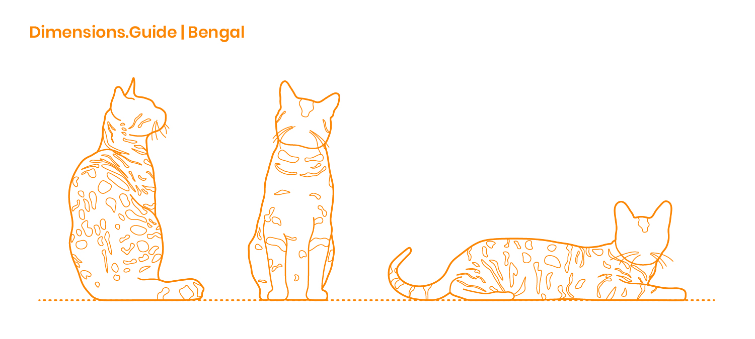 Bengal Cat Size Chart - Ponasa