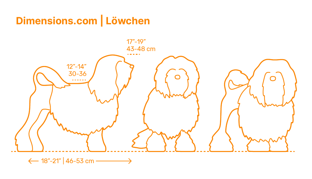 Dogs Dog Breeds Dimensions & Drawings