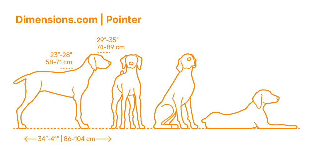 Dogs Dog Breeds Dimensions & Drawings